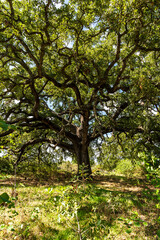 The Vallonea Oak (Quercus ithaburensis macrolepis), a centuries-old monumental tree in the municipality of Tricase, province of Lecce, Puglia region, Italy
