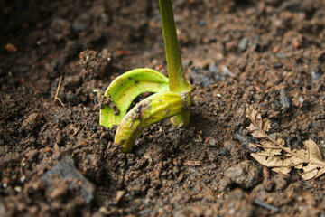 close up of green trees growing. easy to grow tree seedlings. ecology, environment