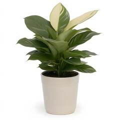 calathea makoy plant decoration