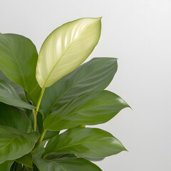 calathea makoy plant decoration