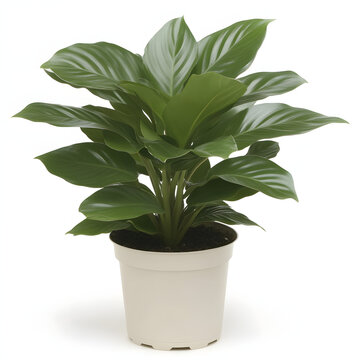 calathea makoy plant decoration