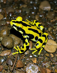 Fototapeta premium frog in the pond