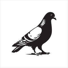 pigeon bird silhouette vector illustration, best pigeon