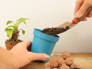 Woman hands filling a small blue plastic pot with substrate using a hand shovel, preparing it to...