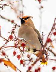 Proud Cedar Waxwing perched on a crabapple branch. 