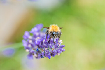 Close up of bumblebee on violett blooming lavender