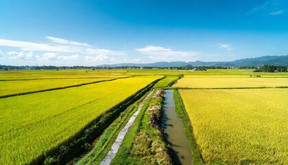 Obraz premium Golden Rice Paddy Field Ready for Harvest under a Bright Blue Sky
