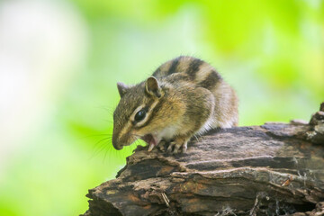 squirrel yawning on a tree 