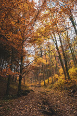 Beautiful Polish golden autumn