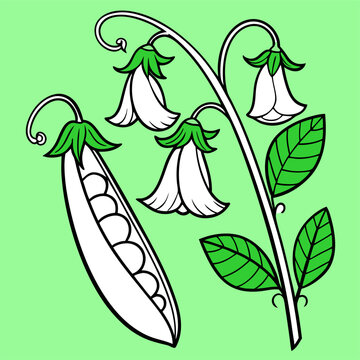 white pea pod and flowers on green clip art preview
