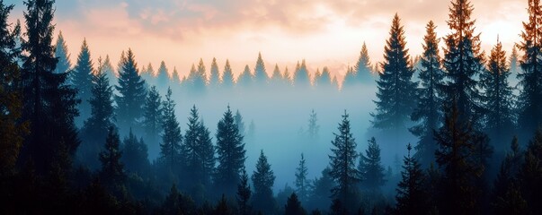 Obraz premium Majestic Sunrise Over Foggy Pine Forest with Tall Trees Silhouetted Against a Colorful Sky at Dawn in a Mystical Natural Landscape