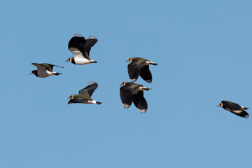 飛翔するタゲリの群れ