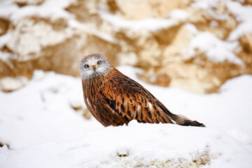 Winter portrait. Red kite, Milvus milvus, perched on snowy rock in sunny cold day. Endangered bird of prey with red feather. Cute raptor with beautiful eyes and feather. Wildlife. Winter nature.