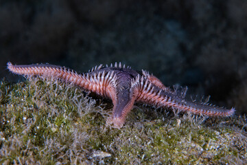 Comb sea star 