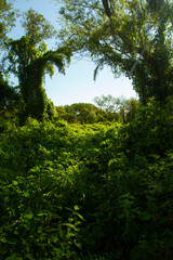 Pre Delta National Park tropical green forest, Entre Ríos, Argentina. Beautiful foliage and leafage