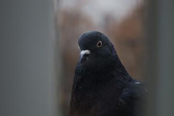 Pigeon closeup photography, dove beautiful portrait, animal head