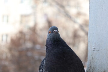 Funny Pigeon closeup portrait, grey bird, animal head in close up