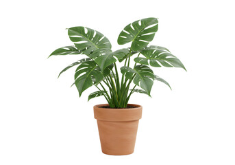 Elegant Plant with Leaves in a Textured Pot - Transparent Background PNG
