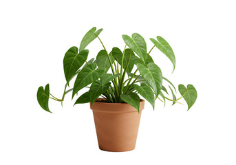 Obraz premium Elegant Plant with Leaves in a Textured Pot - Transparent Background PNG