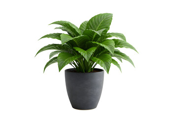 Obraz premium Green Foliage Plant in a Minimalist Pot - Isolated on Transparent Background