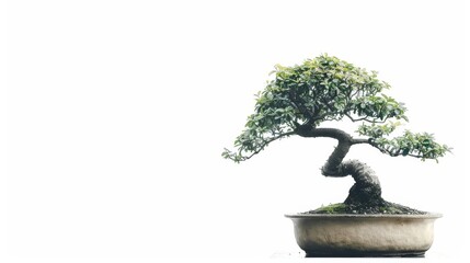 A serene bonsai tree in a minimalist pot, symbolizing nature and tranquility.