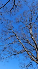 An old zelkova tree towering high against the blue sky