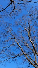 An old zelkova tree towering high against the blue sky