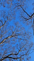 An old zelkova tree towering high against the blue sky