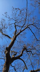 Fototapeta premium An old zelkova tree towering high against the blue sky