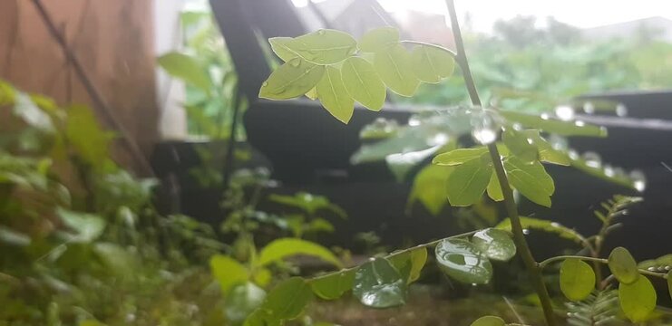 the raindrops on the moringa leaves