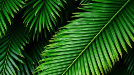 Close up of a vibrant green tropical palm leaf, showcasing intricate texture and natural patterns, foliage, pattern