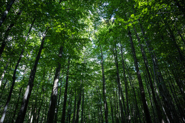 Lush green forest, photo from Polish