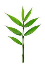 Fototapeta premium green leaf isolated on white background