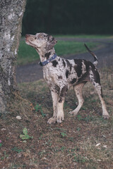 Obraz premium Louisiana Catahoula Leopard Dog young females in summer camp