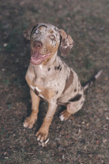 Louisiana Catahoula Leopard Dog young females in summer camp