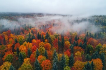 Fototapeta premium Fog rolling over colorful autumn forest in the morning