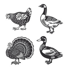 Set of farm animals, poultry. Duck, turkey, goose, chicken. Monochrome black and white illustration