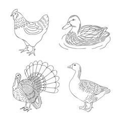 Set of farm animals, poultry. Duck, turkey, goose, chicken. Outline black and white illustration