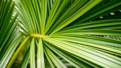 Obraz premium Close up of a vibrant green palm leaf with intricate textures, lush, greenery
