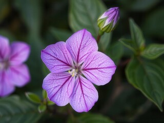 Fototapeta premium Purple flower petals and leaves in full bloom, showcasing delicate veins and vibrant hues, purple, flower, botanical