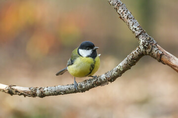 Great tit bird perching 