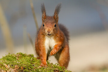 squirrel in the forest