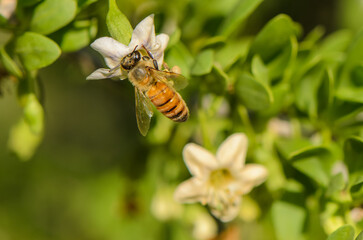 Insect pollination captured on a sunny day amidst blooming flowers and vibrant greenery in nature