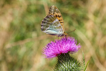 butterfly on thistle