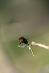 Colorful insect perched delicately on a leaf in a serene natural setting under soft sunlight