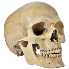 Naklejka premium Human skull isolated on transparent background PNG