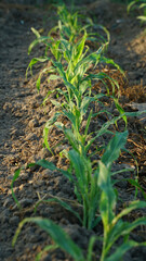 Young corn plants in corn field. Exposed to morning sunlight. Focus selected
