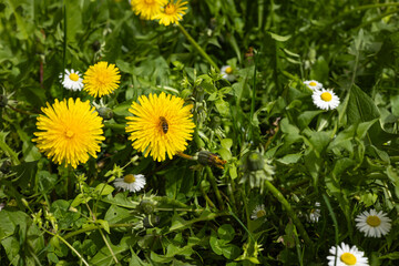 Close-up of vibrant yellow dandelions and white daisies blooming in lush green grass with a honeybee collecting nectar on a sunny day. Spring, pollination and natural biodiversity in the meadow