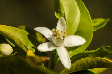 Fototapeta premium Bright orange blossom flourishing amidst vibrant green foliage in a sunlit garden