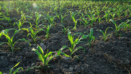 Young corn plants in corn field. Exposed to morning sunlight. Focus selected